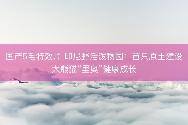 国产5毛特效片 印尼野活泼物园：首只原土建设大熊猫“里奥”健康成长